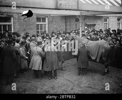 Sensationnel Grand course nationale . Le gagnant , ' Tipperary Tim ' , l'un des deux seuls finisseurs , dans l'enceinte de la déselle . A gauche, le propriétaire , M. Harold Kenyon , est félicité . 30 mars 1928 Banque D'Images