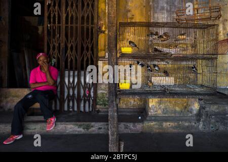 Les oiseaux de compagnie (midas tricolores, finches de la société et finches zébrées) sont vus à l'intérieur d'une cage à oiseaux dans le marché aux oiseaux de Barranquilla, en Colombie. Banque D'Images