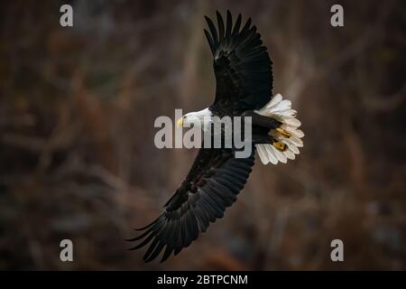 Vue latérale complète d'un pygargue à tête blanche volant et étendant les ailes au-dessus de la rivière Susquehanna dans le Maryland Banque D'Images