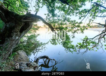 France, Indre, Berry, Parc naturel régional de la Brenne, Rosnay, bassin de la Mer Rouge, arbre sur les rives de l'étang // France, Indre(36), Berry, Parc naturel ré Banque D'Images