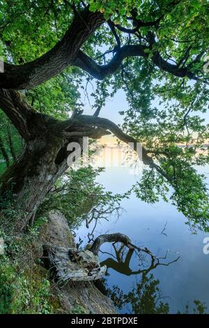 France, Indre, Berry, Parc naturel régional de la Brenne, Rosnay, bassin de la Mer Rouge, arbre sur les rives de l'étang // France, Indre(36), Berry, Parc naturel ré Banque D'Images