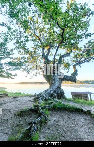 France, Indre, Berry, Parc naturel régional de la Brenne, Rosnay, bassin de la Mer Rouge, arbre sur les rives de l'étang // France, Indre(36), Berry, Parc naturel ré Banque D'Images