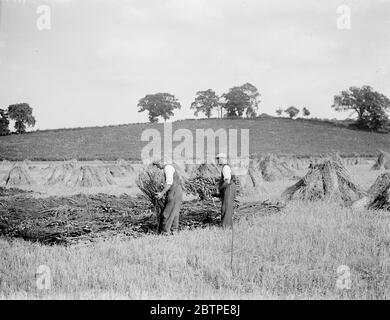 Préparation du tretching . 18 août 1937 le patching de roseau à Norfolk. M. R. W. Farman, de North Walsham, le dernier représentant de travail d'une ancienne famille de thatching de roseaux de Norfolk. Banque D'Images