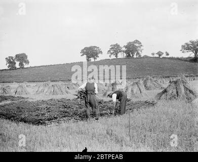 Préparation du tretching . 18 août 1937 le patching de roseau à Norfolk. M. R. W. Farman, de North Walsham, le dernier représentant de travail d'une ancienne famille de thatching de roseaux de Norfolk. Banque D'Images