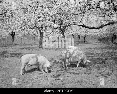 Porcs dans un verger . 1936 . Banque D'Images