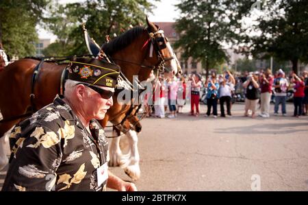 VFW Military Salute Parade et Patriotic Celebration dans le centre-ville de St. Louis, Missouri, États-Unis. Banque D'Images