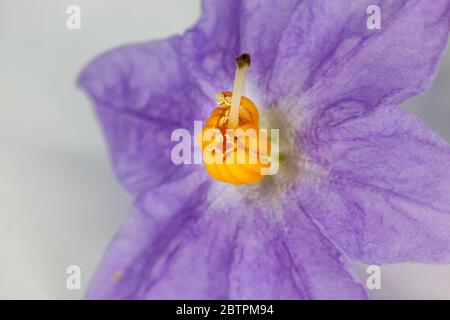 Solanum crispum 'Glasnevin' pomme de terre fleur macro de fleur simple Banque D'Images