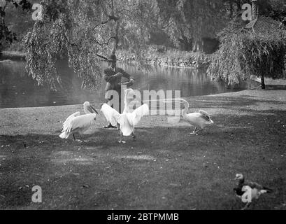 Faites-le sneppy : photos : télécoms dans le parc de St James en plein air hors des factures en prévision de quelque chose d'appétissant de la cuve . 27 août 1936 Légende originale de négatif Banque D'Images