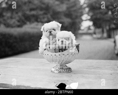 Des petits dans la tasse. Le spectacle de l'année de couronnement de l'Association des chiens du Palais de Pékin s'est ouvert au club Ranelagh, Barnes. Photos : les chiots pékinese de Canton, âgés de sept semaines, se font à la maison dans l'un des trophées. Ils sont la propriété de Mme Druce. 4 juin 1937 Banque D'Images