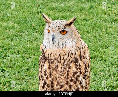 herbe verte et hibou prêts à Banque D'Images