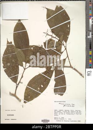 Miconia aureoides Cogn. Banque D'Images