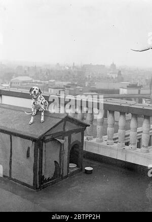 Le plus haut chien de Londres. 'Spot', le dalmate appartenant à la maison Bush, Aldwych, est considéré comme le chien le plus haut de Londres. Il a sa propre maison au point le plus haut du toit où se trouvent les mâts de drapeaux." Le personnel du portier s'occupe de Spot qui accompagne les hommes-femmes dans ses tours et est pris chaque jour pour une heure d'exercice dans les parcs. Il a maintenant bénéficié des commodités de sa grande résidence depuis près de quatre ans. 30 août 1938 Banque D'Images