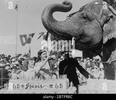 L Elephant Du Zoo De Varsovie 1938 Photo Stock Alamy