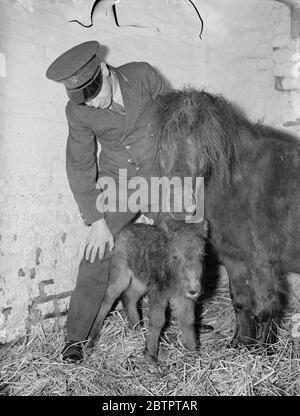 Bébé de la foudre. Poneys Shetland nés au zoo aujourd'hui. Un poulain, qui a déjà été baptisé Dot, est né aujourd'hui (lundi) à la foudre, l'une des poneys Shetland au zoo. La sire est la ferraille. Le foal est seulement 14 pouces aux épaules, mais est déjà près de la moitié aussi grand que ses parents. Elle est leur cinquième ennemi. Les poneys sont populaires auprès des enfants, à qui ils donnent des manèges. Expositions de photos, Lightning et son filly foal, Dot, photographiés aujourd'hui (lundi). 10 janvier 1938 Banque D'Images