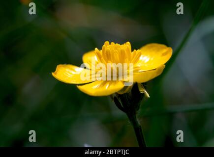 Fleurs jaunes en gros plan sur fond naturel Banque D'Images
