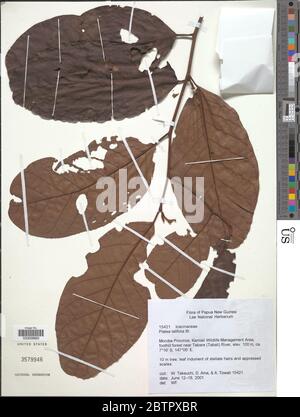 Platea latifolia Blume. Banque D'Images