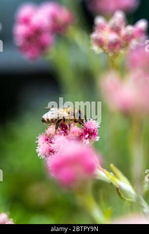 Petite abeille à travailler dur rassemblant du pollen de fleur rose pendant le soleil du printemps ou de l'été dans le jardin. Abeilles connues pour la construction nids de cire Banque D'Images