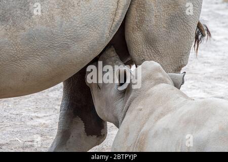 Gros plan de la mère de rhinocéros blanc/rhinocéros blanc (Ceratotherium simum) allaitant bébé veau Banque D'Images