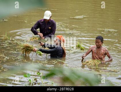 Assam, Inde. 27 mai 2020. Guwahati, Inde. 27 mai 2020. Les femmes qui récoltent du paddy dans un champ de paddy submergé, lors d'une inondation, ont touché le village d'Assam, dans le district de Kamrup, en Inde, le mercredi 27 mai 2020. De fortes pluies continuent dans de nombreuses parties de l'État d'Assam qui touchent de vastes zones de terres agricoles. Crédit : David Talukdar/Alay Live News Banque D'Images