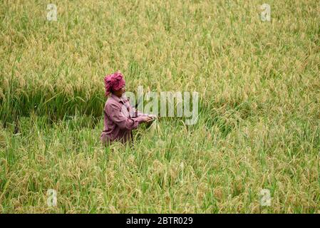 Assam, Inde. 27 mai 2020. Guwahati, Inde. 27 mai 2020. Les femmes qui récoltent du paddy dans un champ de paddy submergé, lors d'une inondation, ont touché le village d'Assam, dans le district de Kamrup, en Inde, le mercredi 27 mai 2020. De fortes pluies continuent dans de nombreuses parties de l'État d'Assam qui touchent de vastes zones de terres agricoles. Crédit : David Talukdar/Alay Live News Banque D'Images