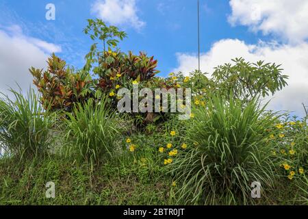 Gros plan sur les fleurs jaunes d'Allamanda, Allamanda cathartica dans un Banque D'Images