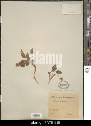 Alto odorata L. Banque D'Images