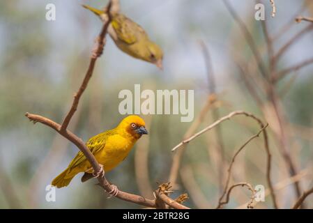 Oiseau de tisserand jaune d'Arabie Saoudite Banque D'Images