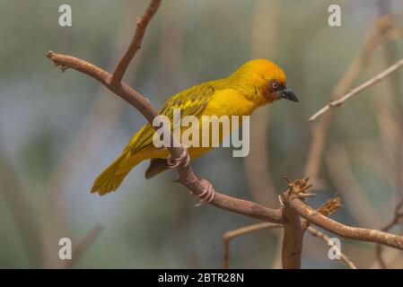 Oiseau de tisserand jaune d'Arabie Saoudite Banque D'Images