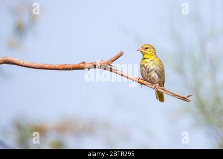 Oiseau de tisserand jaune d'Arabie Saoudite Banque D'Images