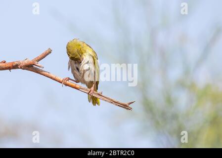 Oiseau de tisserand jaune d'Arabie Saoudite Banque D'Images