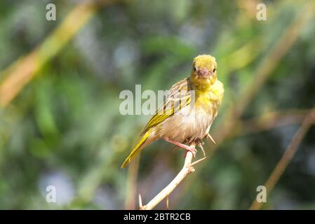 Oiseau de tisserand jaune d'Arabie Saoudite Banque D'Images