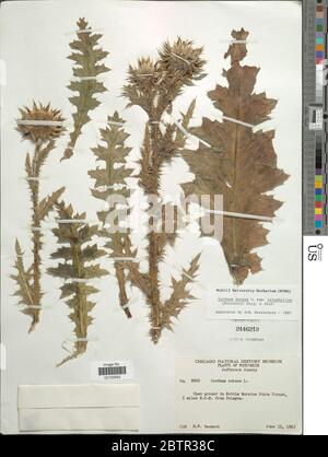 Carduus nutans L. Banque D'Images