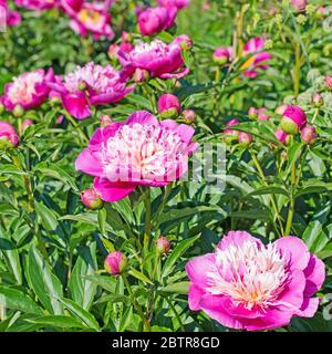 Pivoines en fleurs dans le jardin Banque D'Images