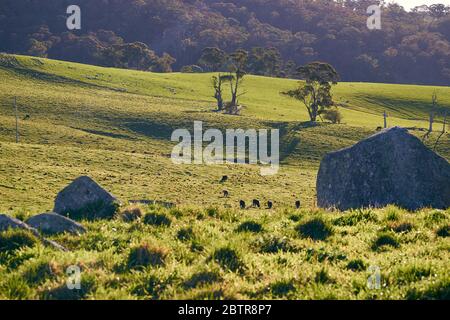 Centre de la Nouvelle-Galles du Sud, Australie pâturages verts avec bétail pendant la journée ensoleillée avec forêt en arrière-plan et quelques rochers autour Banque D'Images