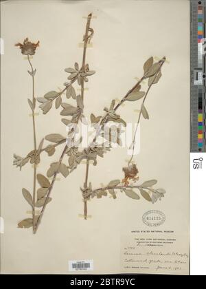 Salvia clevelandii UN gris Greene. Banque D'Images