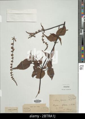 Salvia japonica. Banque D'Images