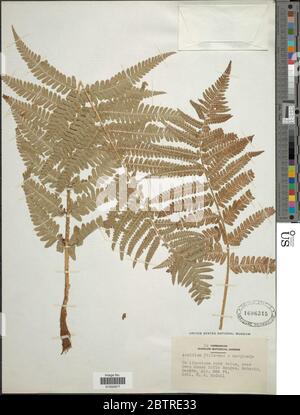 Dryopteris filixmas L Schott x D marginalis L A Gray. Banque D'Images