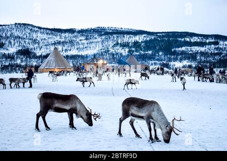 Magnifique renne sauvage dans le camp traditionnel sami du nord de la Norvège Banque D'Images