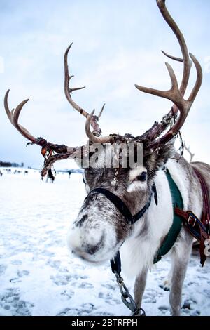 Magnifique renne sauvage dans le camp traditionnel sami du nord de la Norvège Banque D'Images