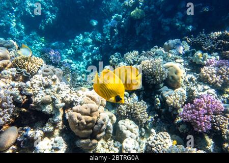 Le butterflyfish à chetée bleue (Chaetodon semilarvatus, masque bleu, butterflyfish doré) au-dessus d'un récif de corail. Magnifique paysage marin et une paire de jaune tropical Banque D'Images