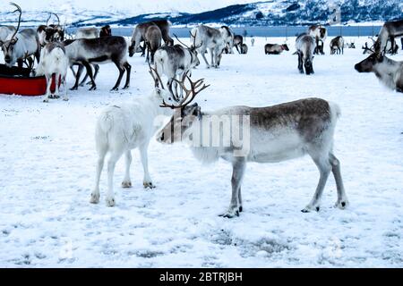 Magnifique renne sauvage dans le camp traditionnel sami du nord de la Norvège Banque D'Images