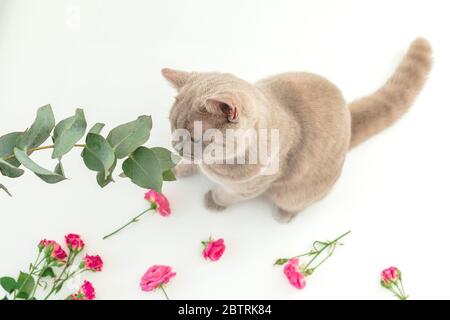 Mignon chat écossais et eucaliptus sur blanc. Chat écossais et fleurs Banque D'Images