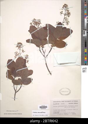 Cotinus obovatus Raf. Banque D'Images