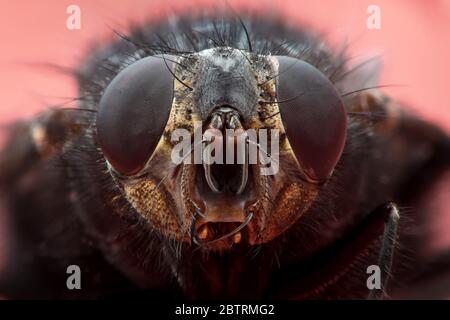 Super macro vue de la face de la mouche domestique (Musca domestica), sur fond rouge Banque D'Images