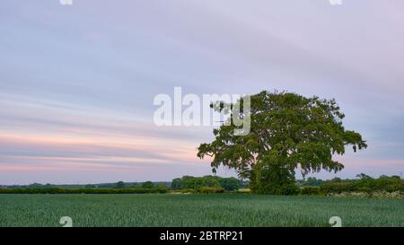 Arbre de hêtre commun Fagus sylvatica avec des nuages altostratus striés légèrement éclairés par le soleil du soir dans le paysage de campagne du Lincolnshire Banque D'Images