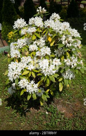 rhododendron avec fleurs blanches dans un jardin paysager Banque D'Images