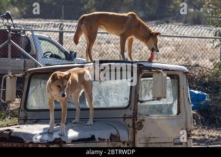 Deux dingos sur une vieille voiture dans leur enceinte dans un parc animalier en Australie, l'un d'eux mange de la viande. Banque D'Images