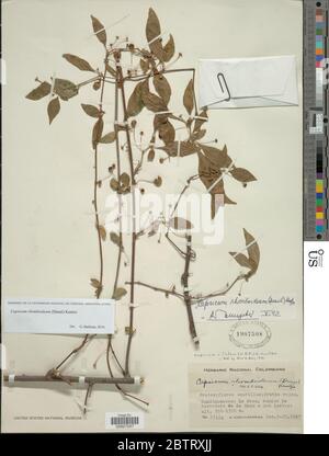 Capsicum rhomboideum. Banque D'Images