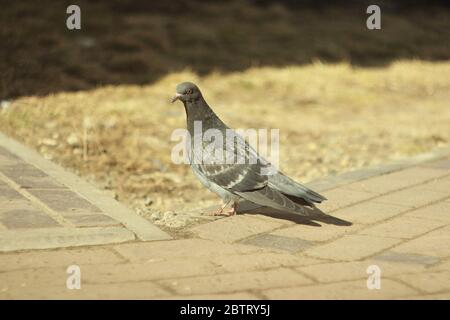 Le pigeon bleu est posé sur le pavé pavé de pavés sur fond d'herbe sèche à la lumière du soleil. Banque D'Images