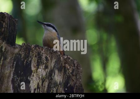 Nuthatch en gros plan dans un bois britannique Banque D'Images